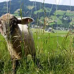 Obergaisberg 2* Кирхберг